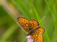 Randring Perlmutterfalter